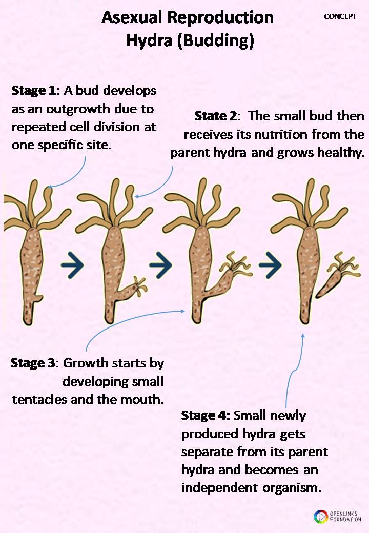 Budding In Hydra Labelled Diagram