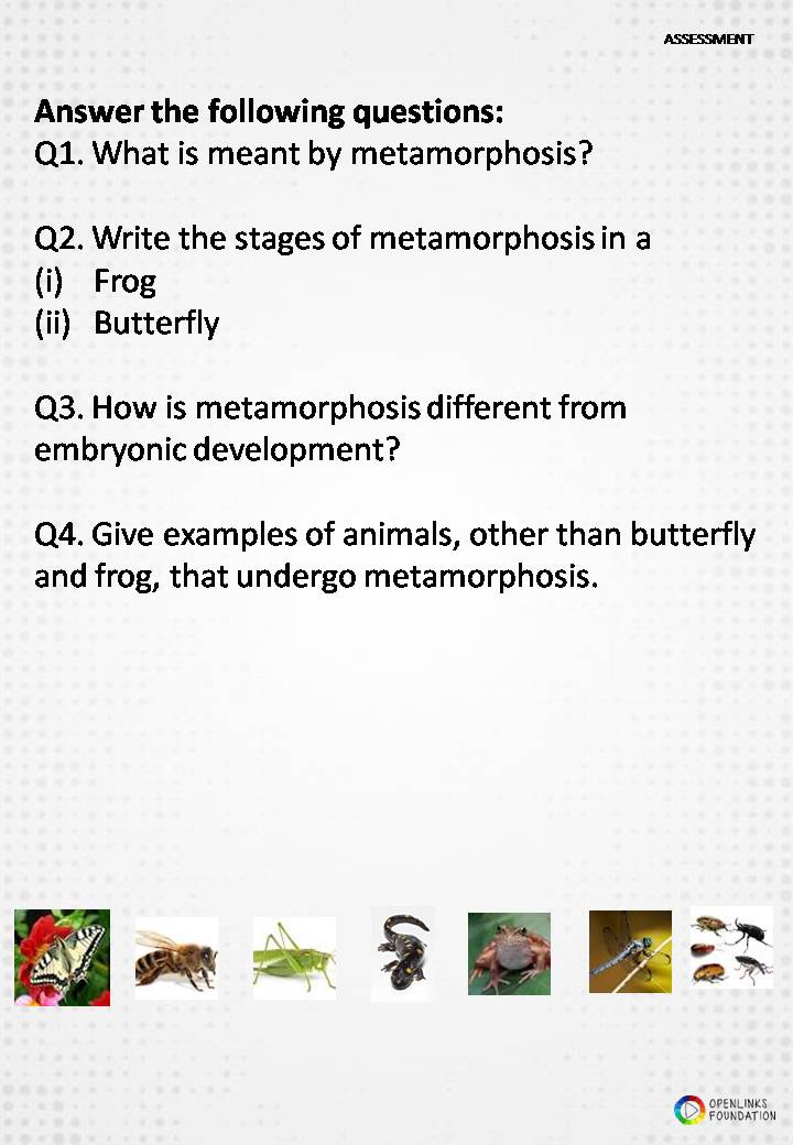 What Is Metamorphosis Give Two Examples Of Metamorphosis